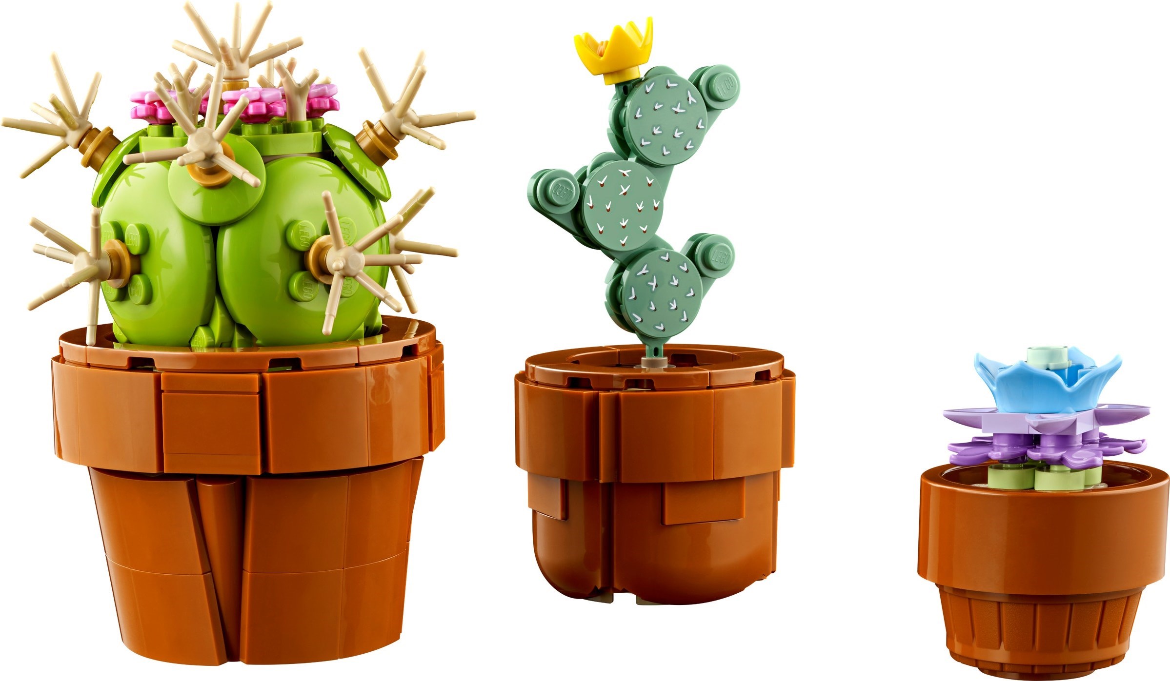Three featured plants: cactus, prickly pear, and succulent
