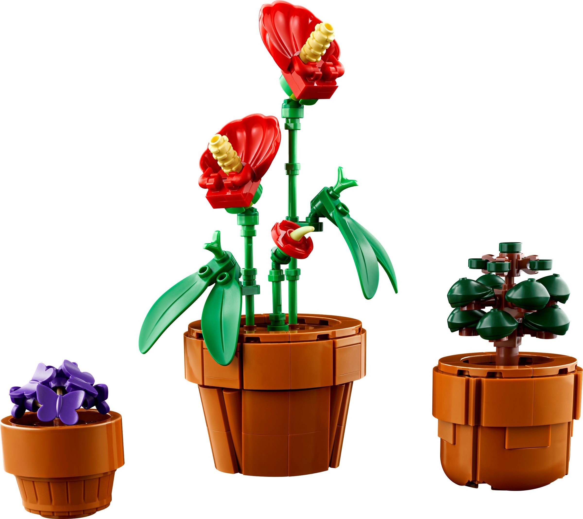 Detailed view of plants including Venus flytrap