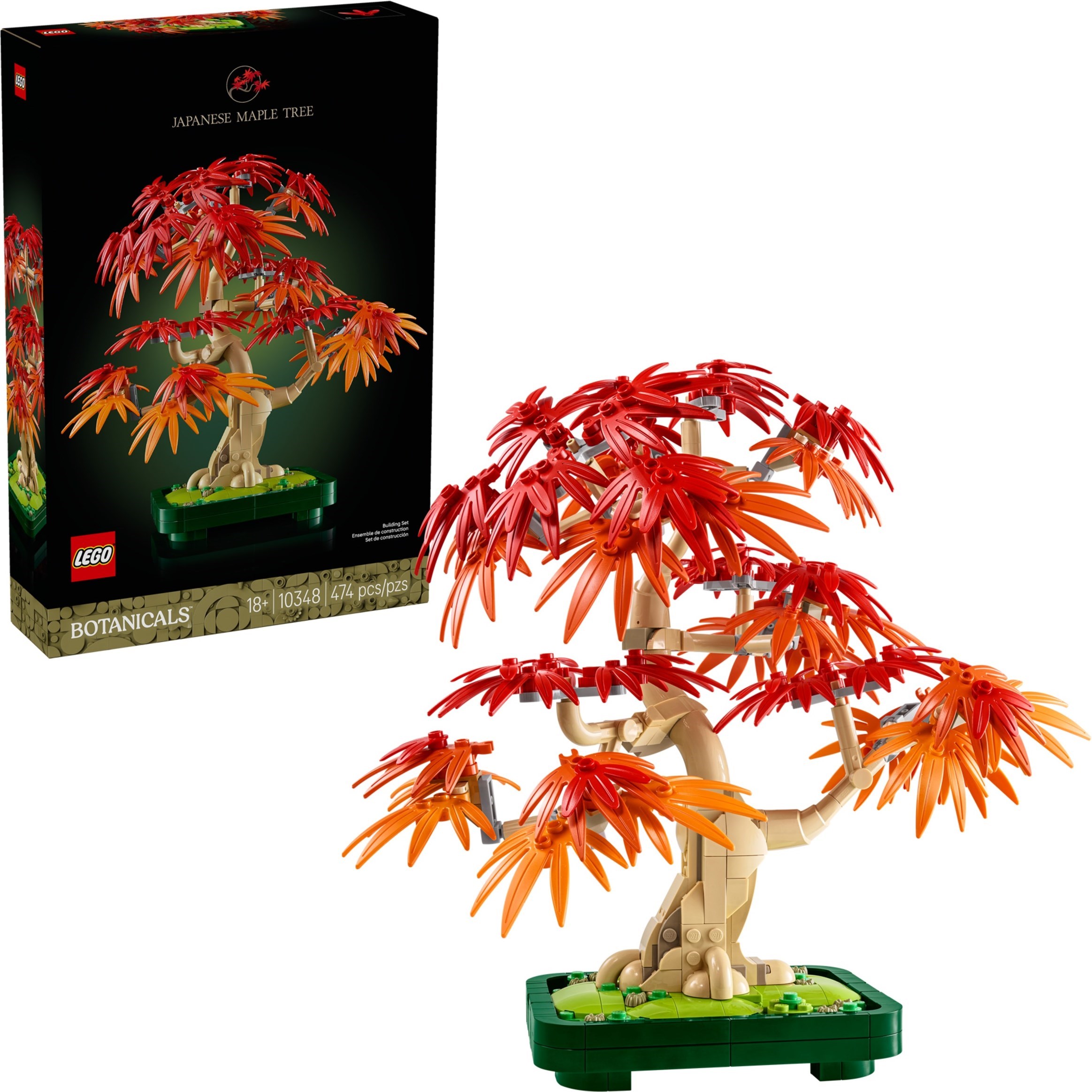 Japanese Maple Tree