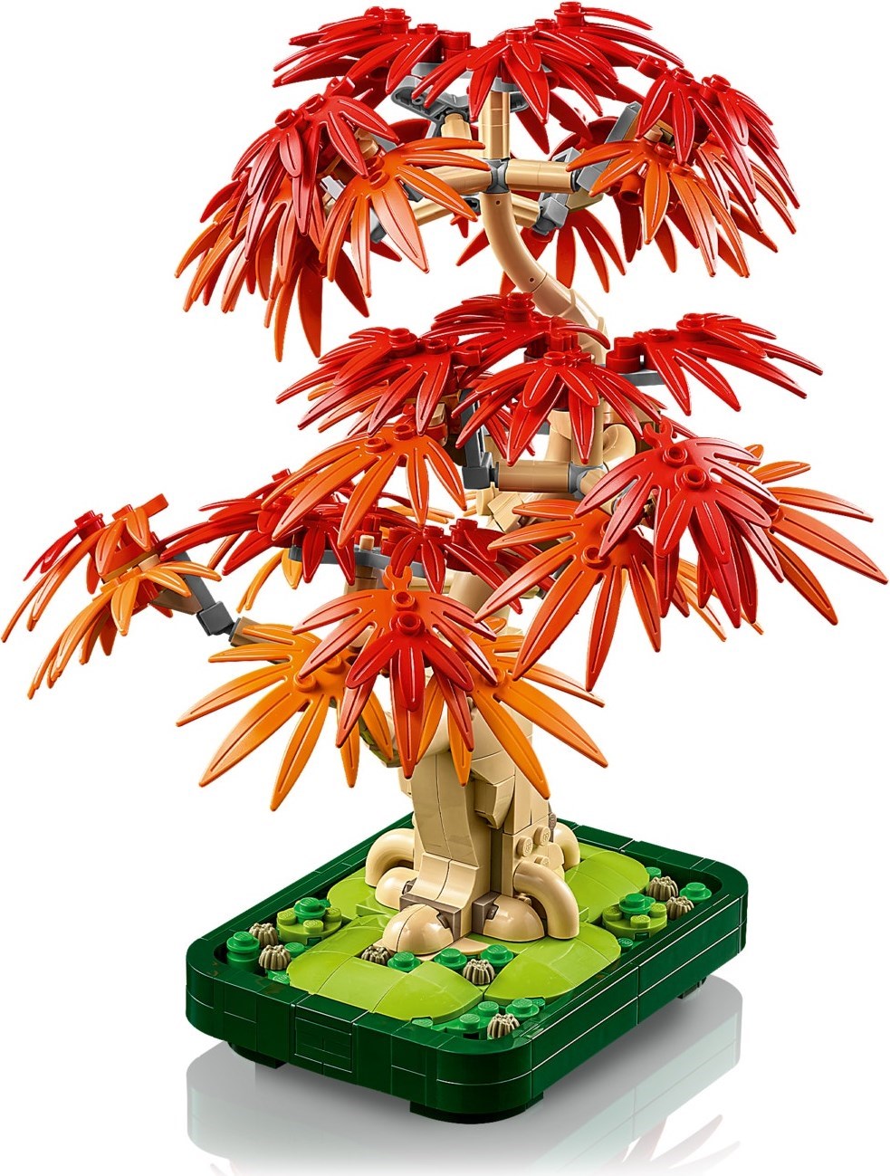 Complete tree showing full autumn color display