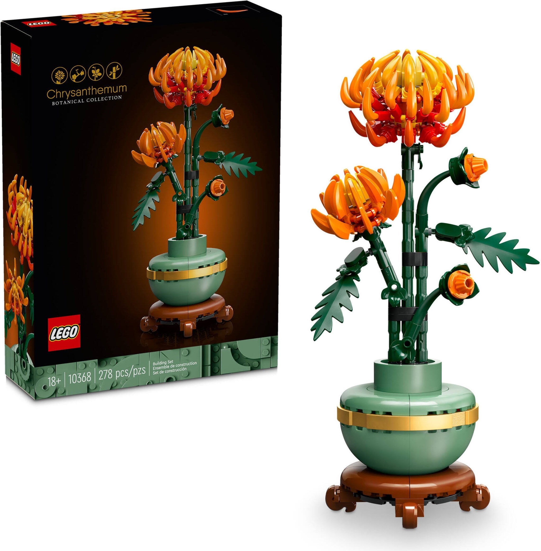Chrysanthemum