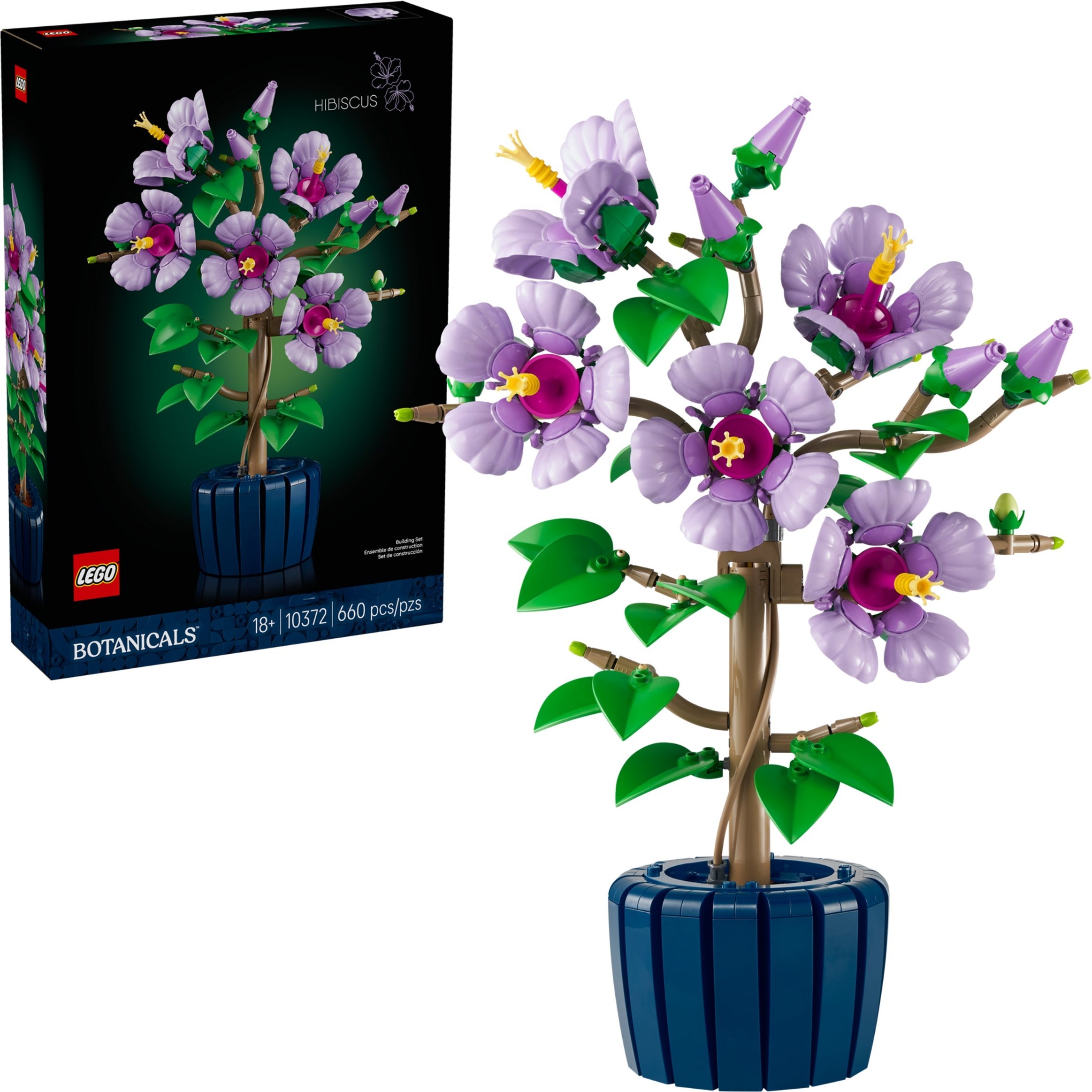 Hibiscus